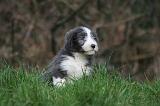 BEARDED COLLIE 323